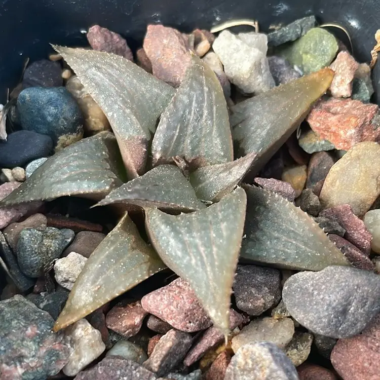 Haworthia Hammeri