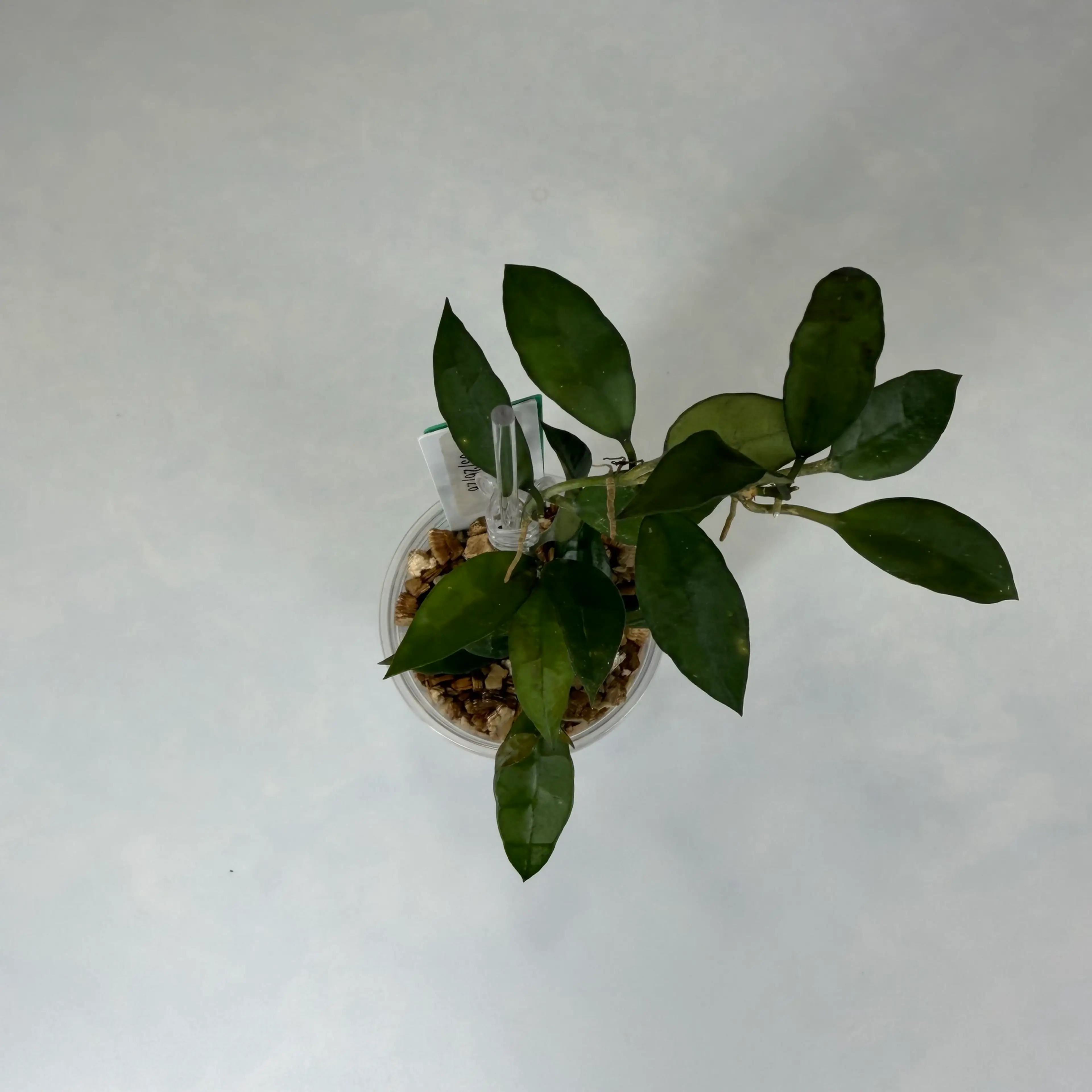 Image 2 of 2