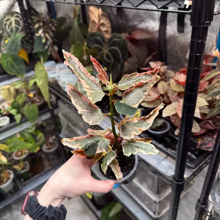 Begonia Dainty Spray Mother Plant