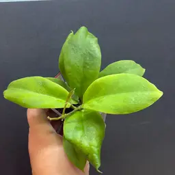 165 Hoya Golden Eye x unk