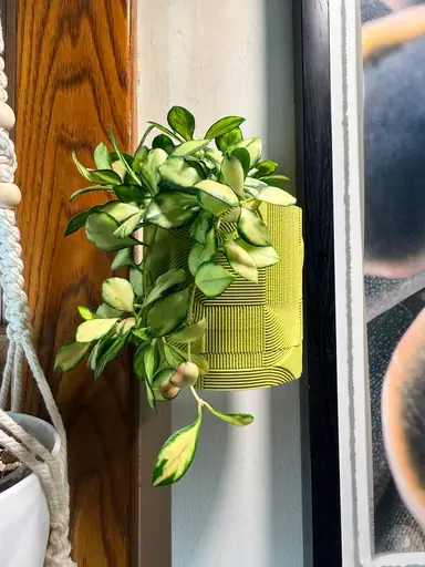 New Plant Accessories! Let’s Make New Stuff