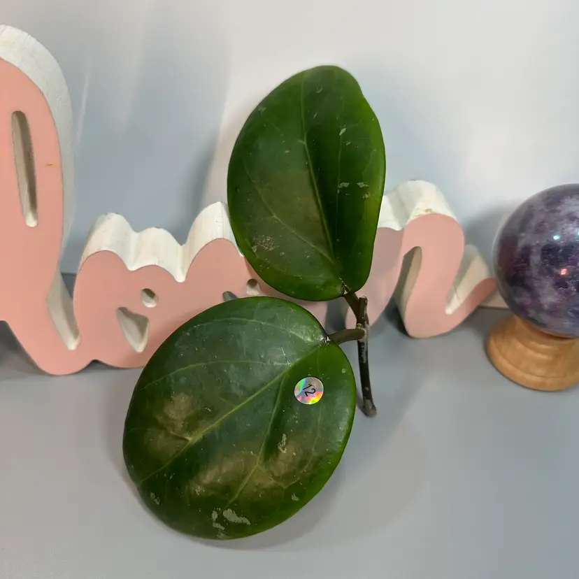 FC12 ‘Red Velvet’ Cutting 
JS-001 (Penny’s Treat x Unk)