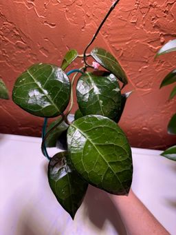 Hoya verticillata sp Tanggamus
