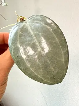 Hoya Latifolia Silver