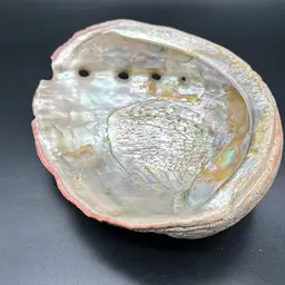 Abalone Shell