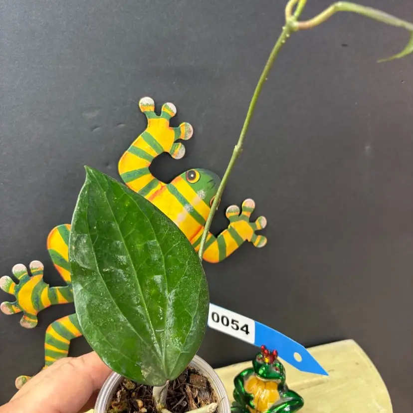 54	Hoya MB1173 'Penny Candy'