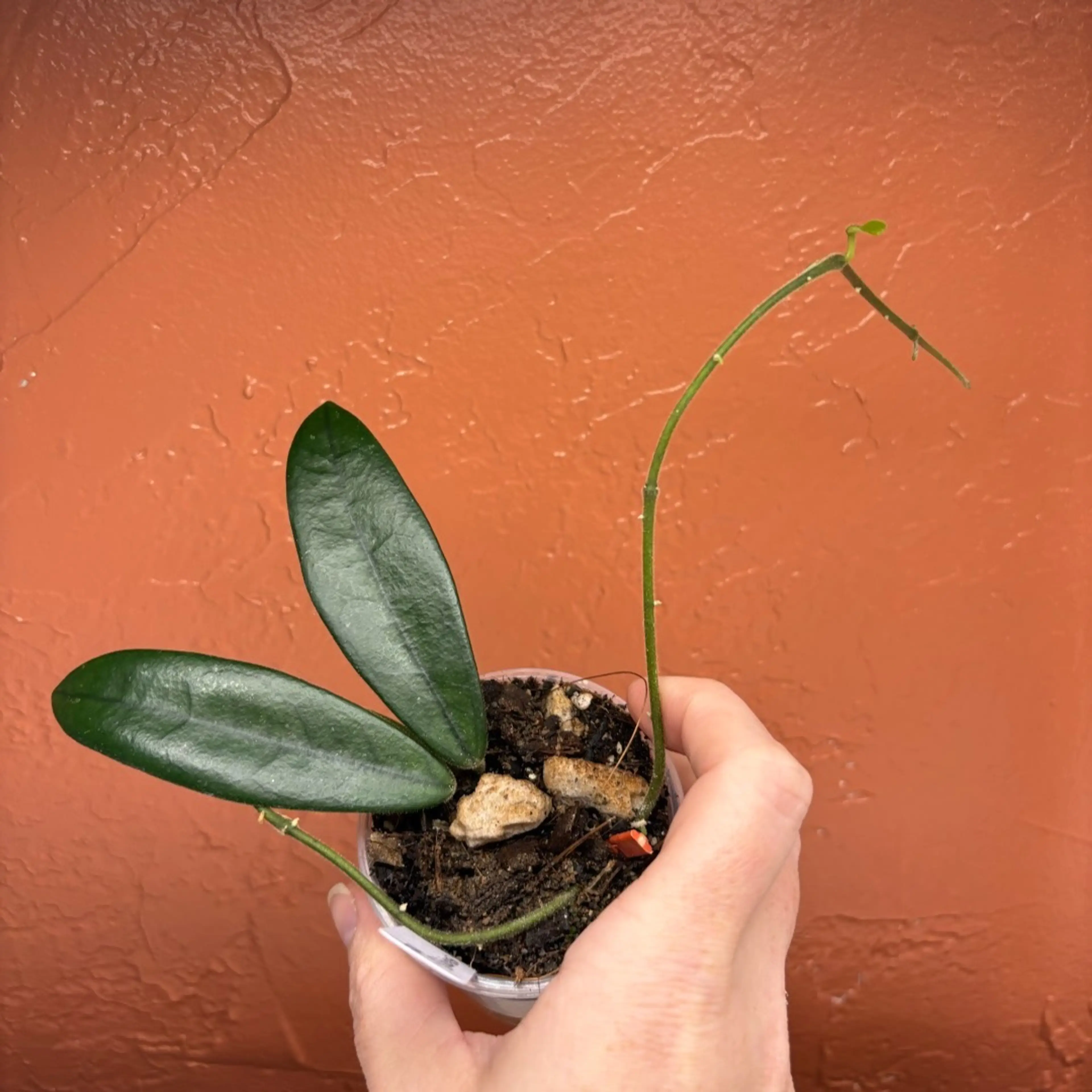 Image 2 of 2