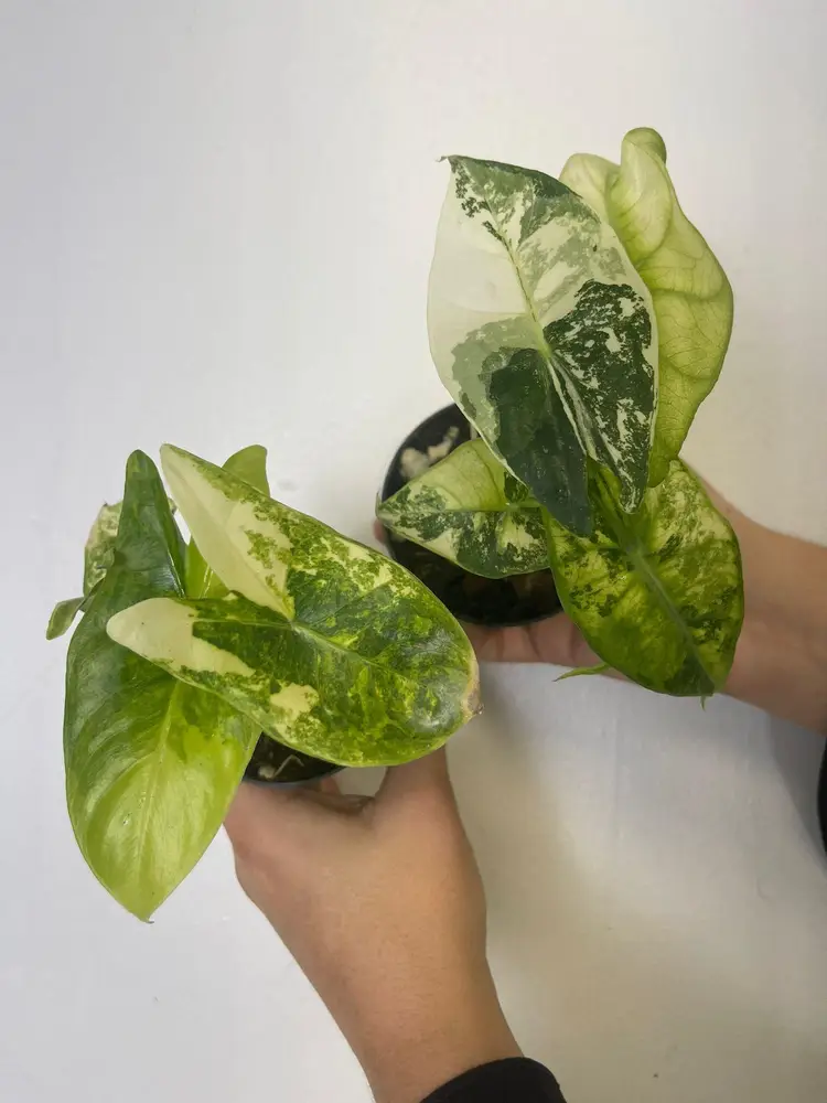 Alocasia pink dragon 3”