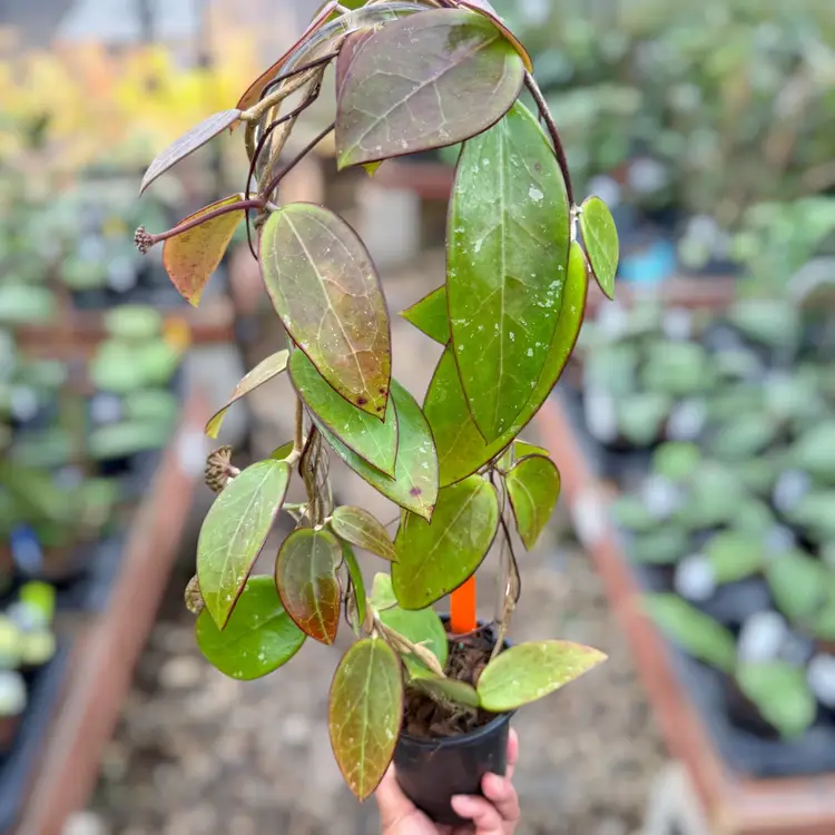 PS0392 - Hoya EPC -301 (black leaves)