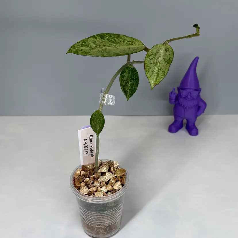 I10 Rime Splash (stick grown)