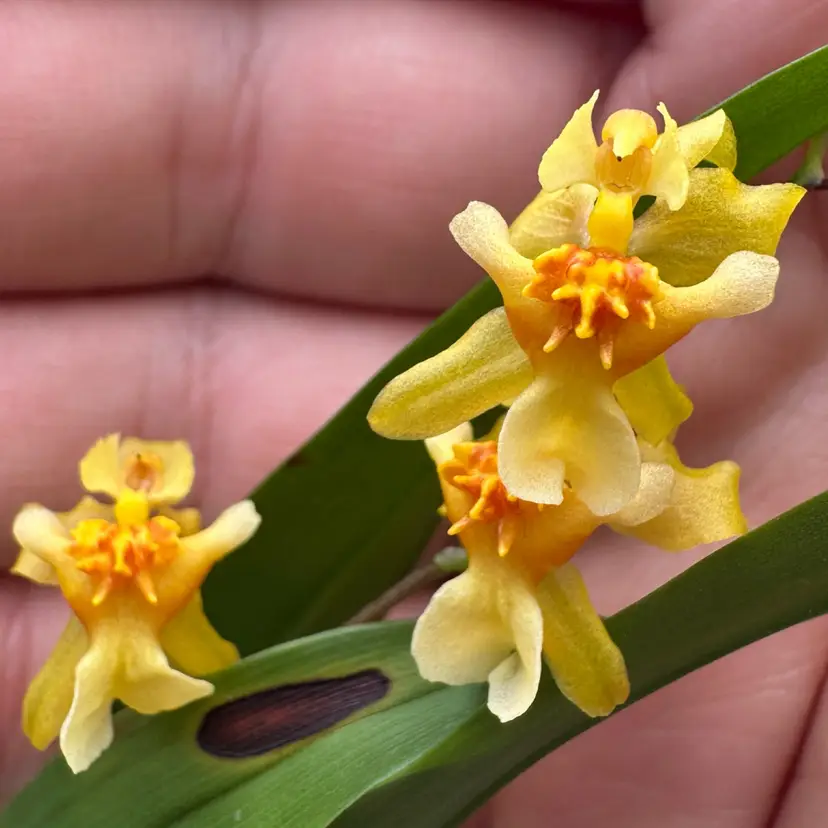 Oncidium Twinkle ‘Oro’