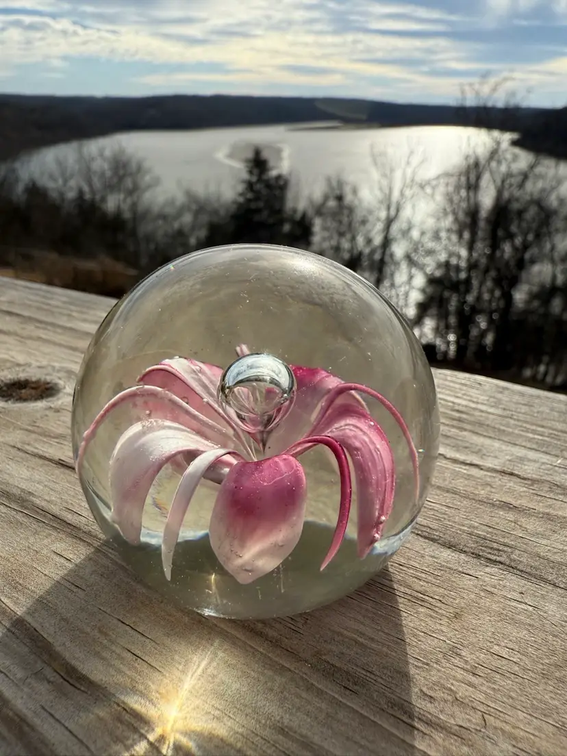 Art Glass Lily Paperweight  Pink & White Trumpet Bloom