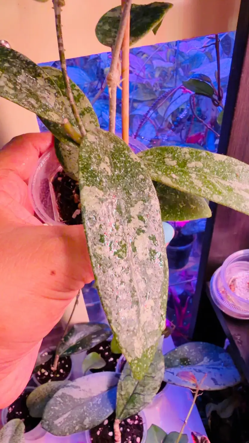 Hoya Harlene