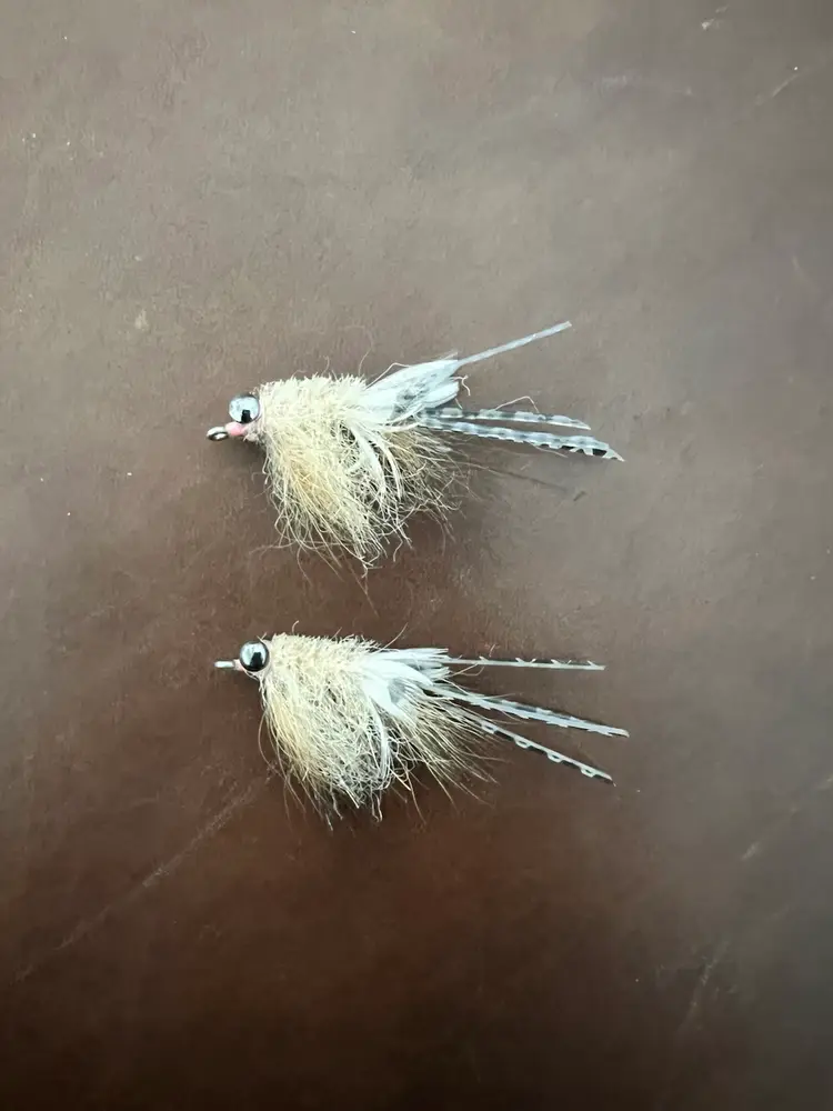 Translucent Gulf Shrimp