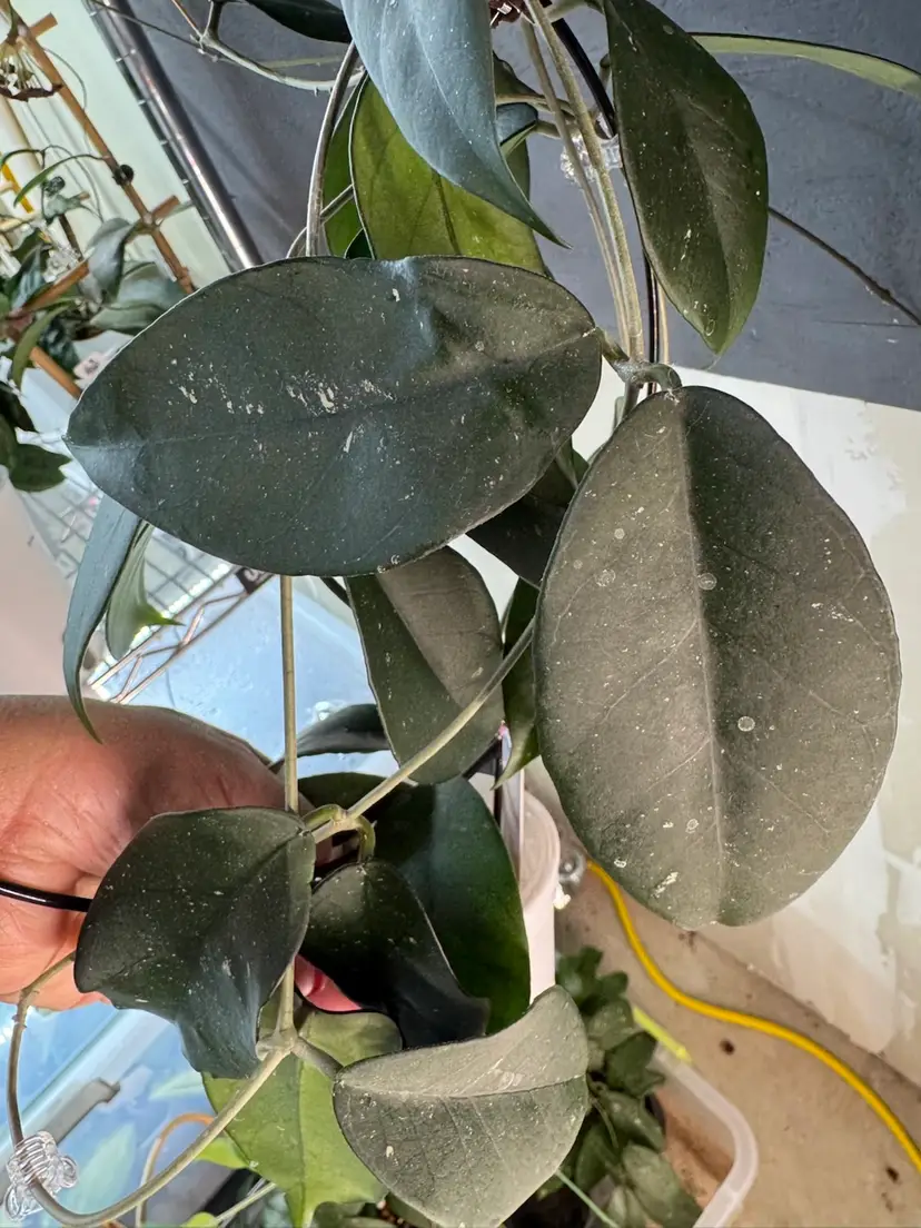 Fungi x RHP CUTTING, one node growers choice