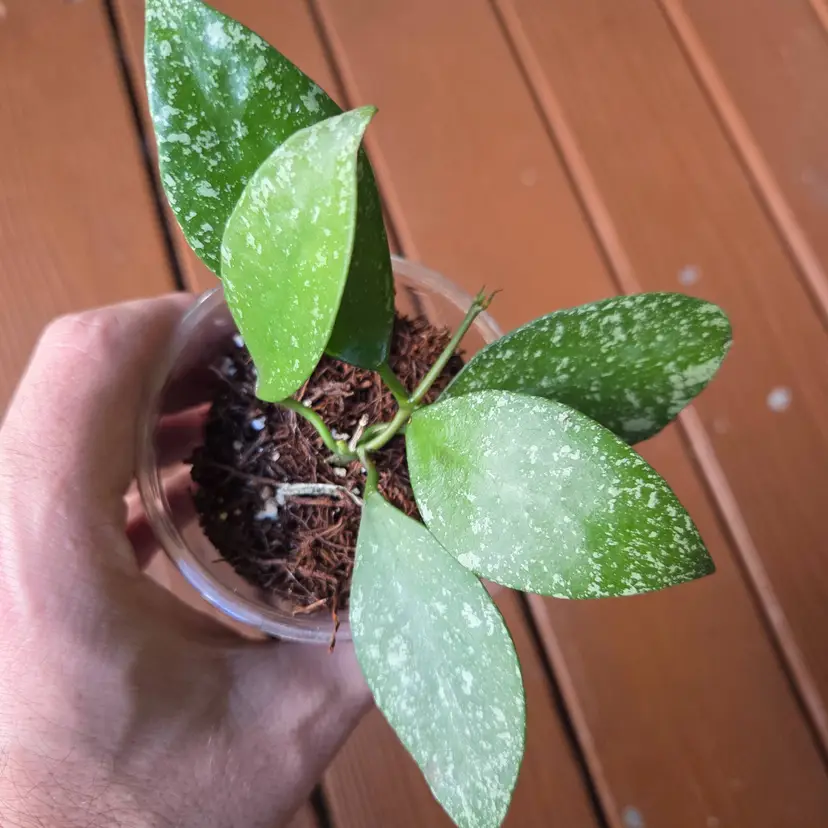 Hoya Nabawanensis Moyog River