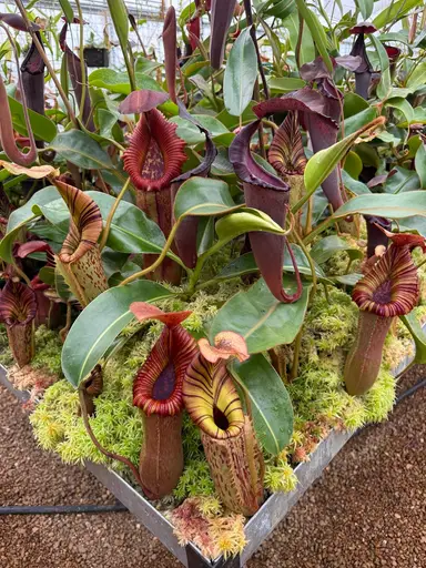 Nepenthes Auctions 4/5/26