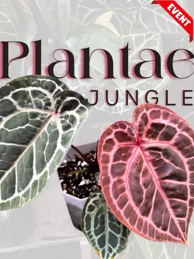 Come Hang Out With Saily!!!!’