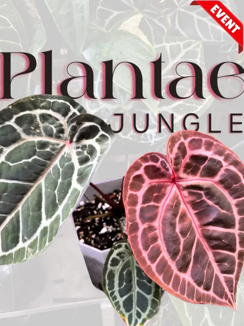 Livestream thumbnail