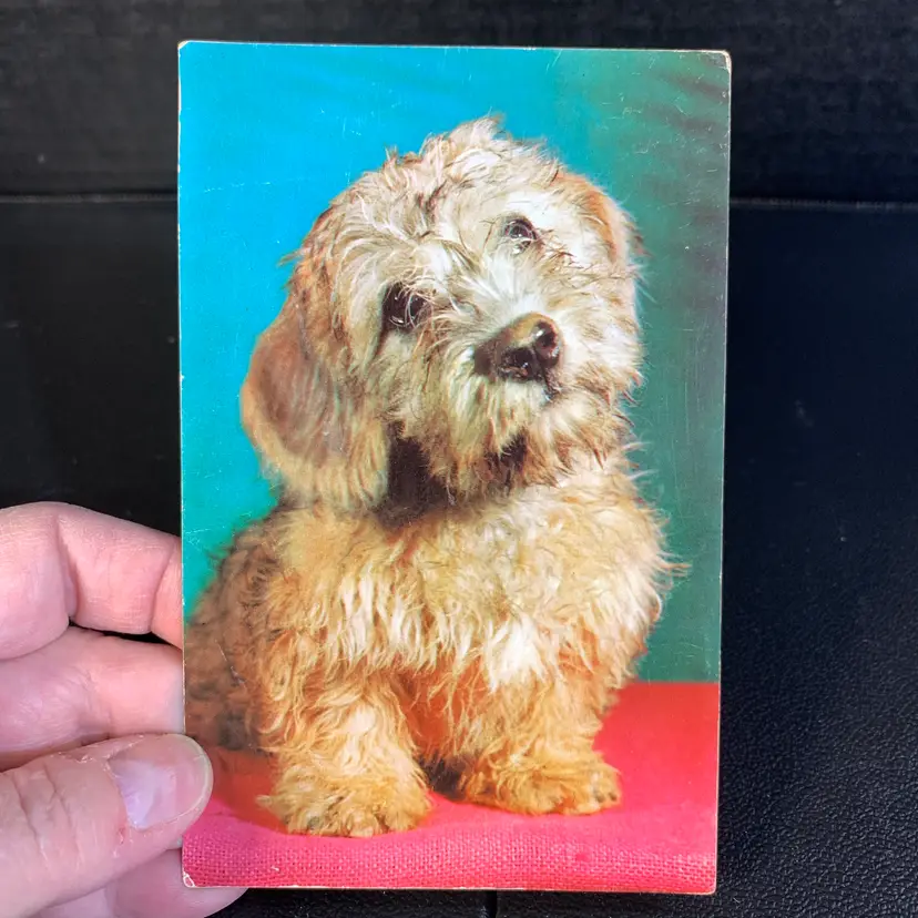 Cute Dog Postcard