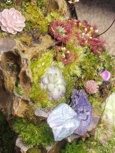 Carni Plant choring