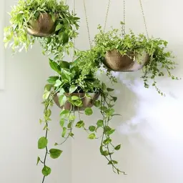 HANGING PLANT as SHOWN on SCREEN
