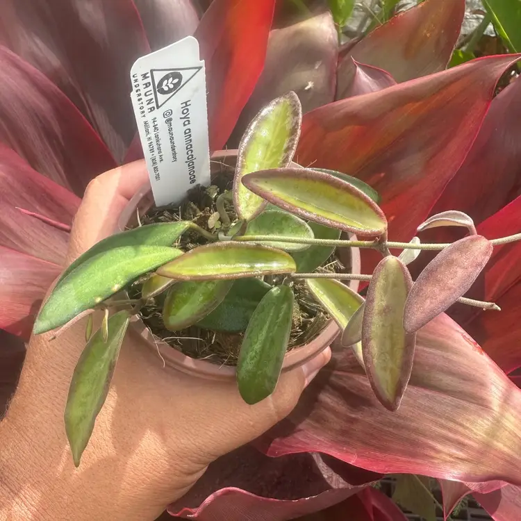 Hoya annacajanoae