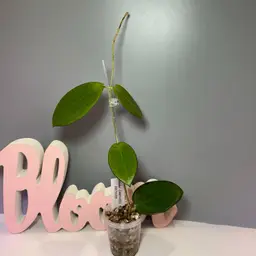 23 ‘Idaho’ MB1432 (MB001 x Aldrichii)