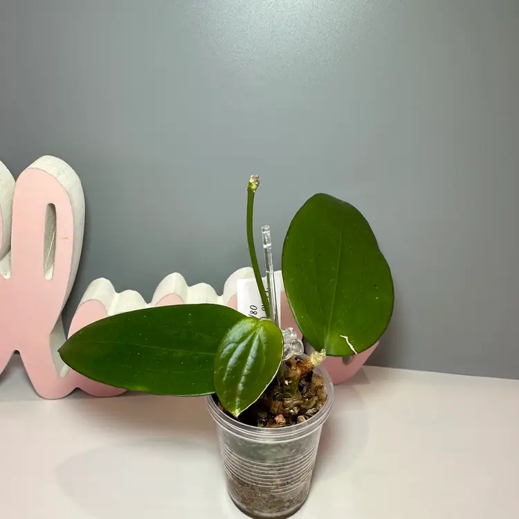 07 ‘Idaho’ MB1432 (MB001 x Aldrichii)