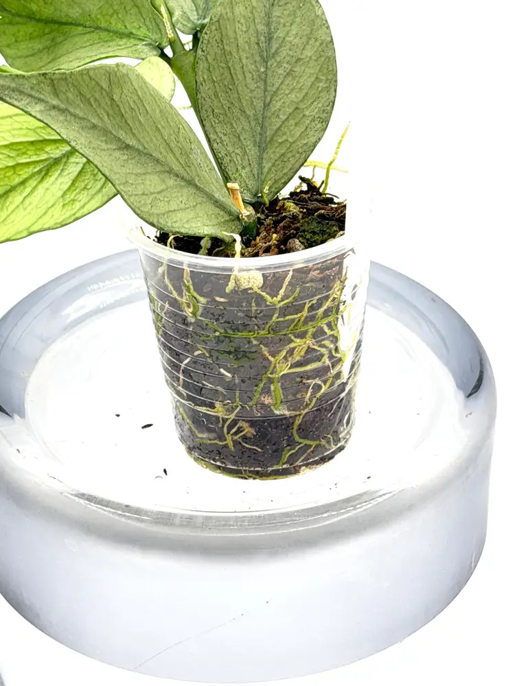 Polyneura Silver + Bonus Cutting