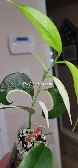 Hoya buotii (mutation)