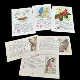 “Bird Is The Word” Bird Themed Book Pages, Lot Of 6 Double Sided Pages