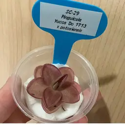 SC-29 Pinguicula Yucca Do 1713 x potosiensis
