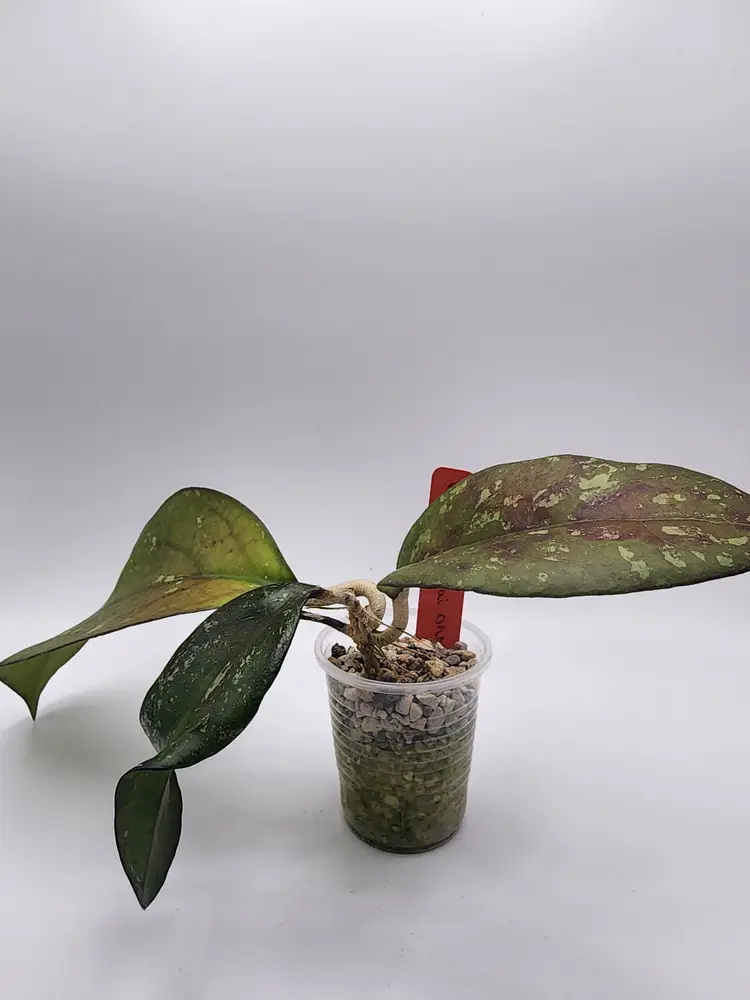 Hoya patcharawalai 077