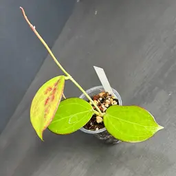 Hoya ‘Dianel’ LSH07