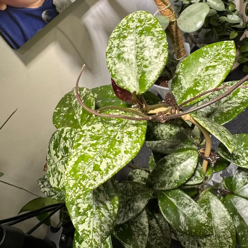 Fresh cut - sms Juerney high splash 1 node