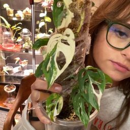 1 Leaf Cutting Mon Accuminata Albo