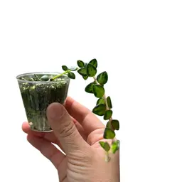 414 Chinghungensis variegated