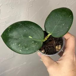 Hoya loyceandrewsiana x unk