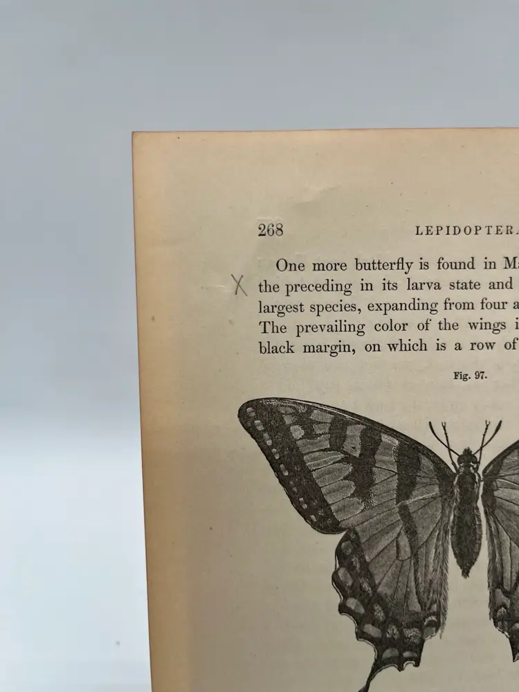 268 - Original Woodblock Print Book Page, 1862, Insects