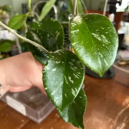 Hoya sp ‘Manohara’ (Gunung Leuser)
