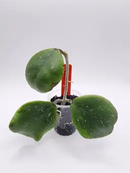 Hoya obovata 'Amelia' (Red)