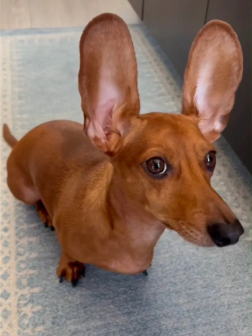 Livestream thumbnail