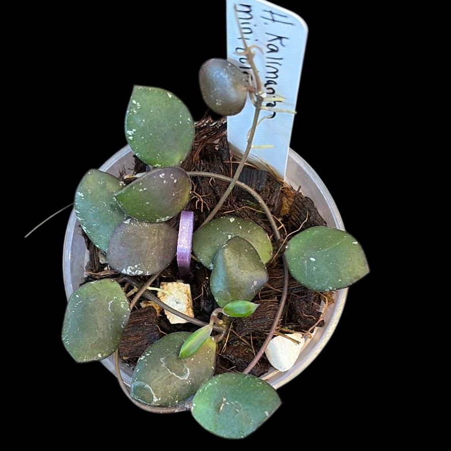 Hoya coin mini (karimantan) 　約５センチカップ Hoya sp Kalimantan mini coin