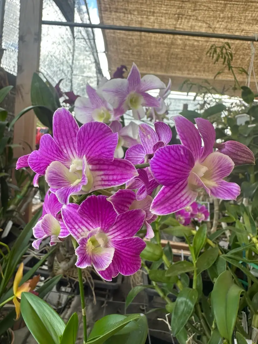 Dendrobium Hawaiian Delight - 4”Pot