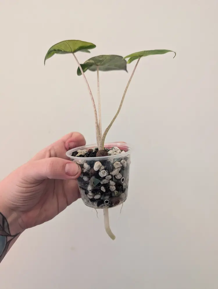 Alocasia Yucatan Princess Aurea