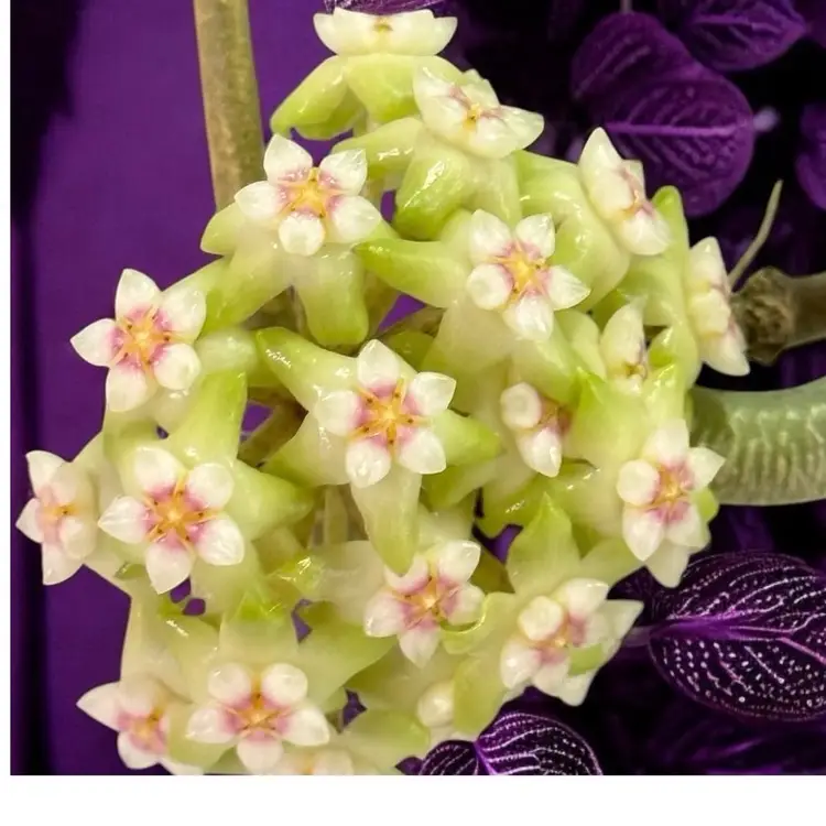 12-Hoya AH Black Tiger/see Bloom Pic In Post