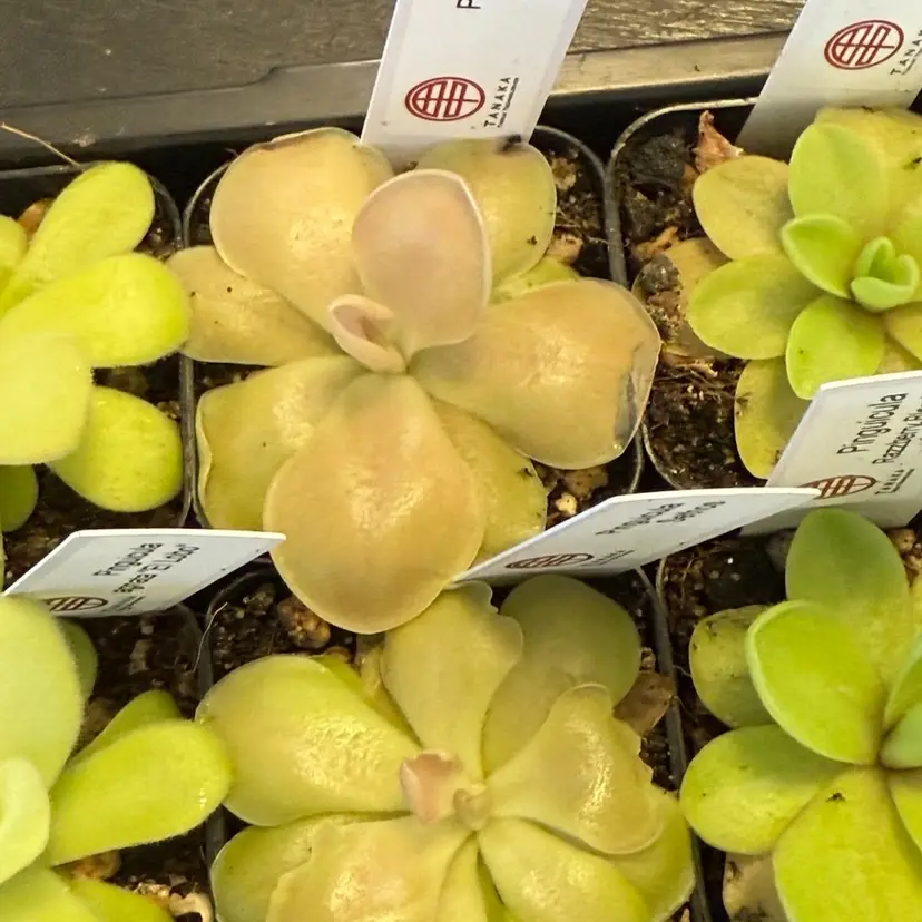Pinguicula Sethos