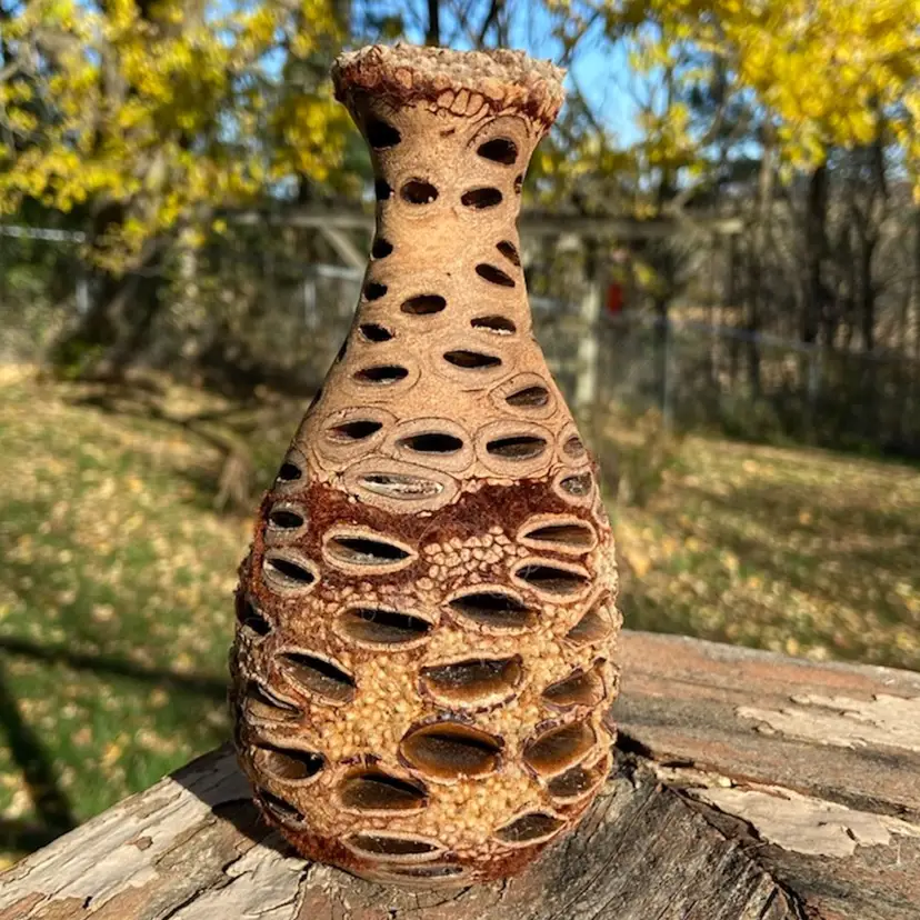 Banksia Nut / Pod Vase, Handcrafted. The Banksia tree Is Australian. Original tag. 6”h x 3”w.