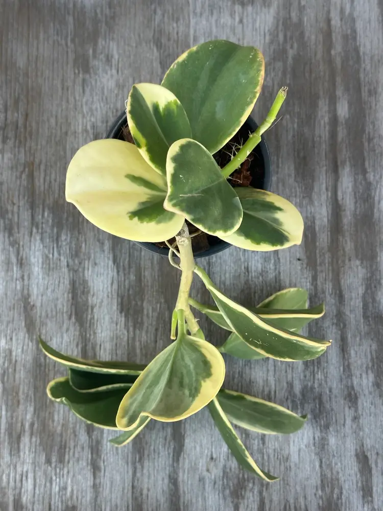 Hoya Subquintuplinervis (FKA Pachyclada) cv. 'Long Leaf' (16TFM09)